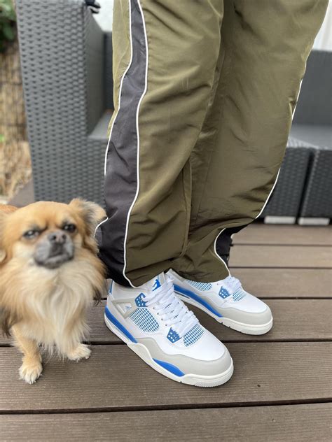 repsneakers dogs